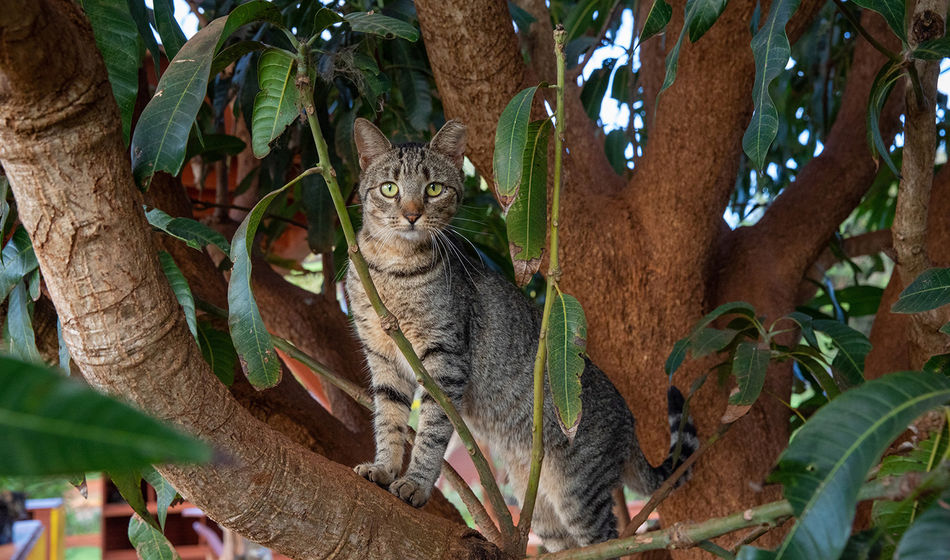 Lanai Cat Sanctuary