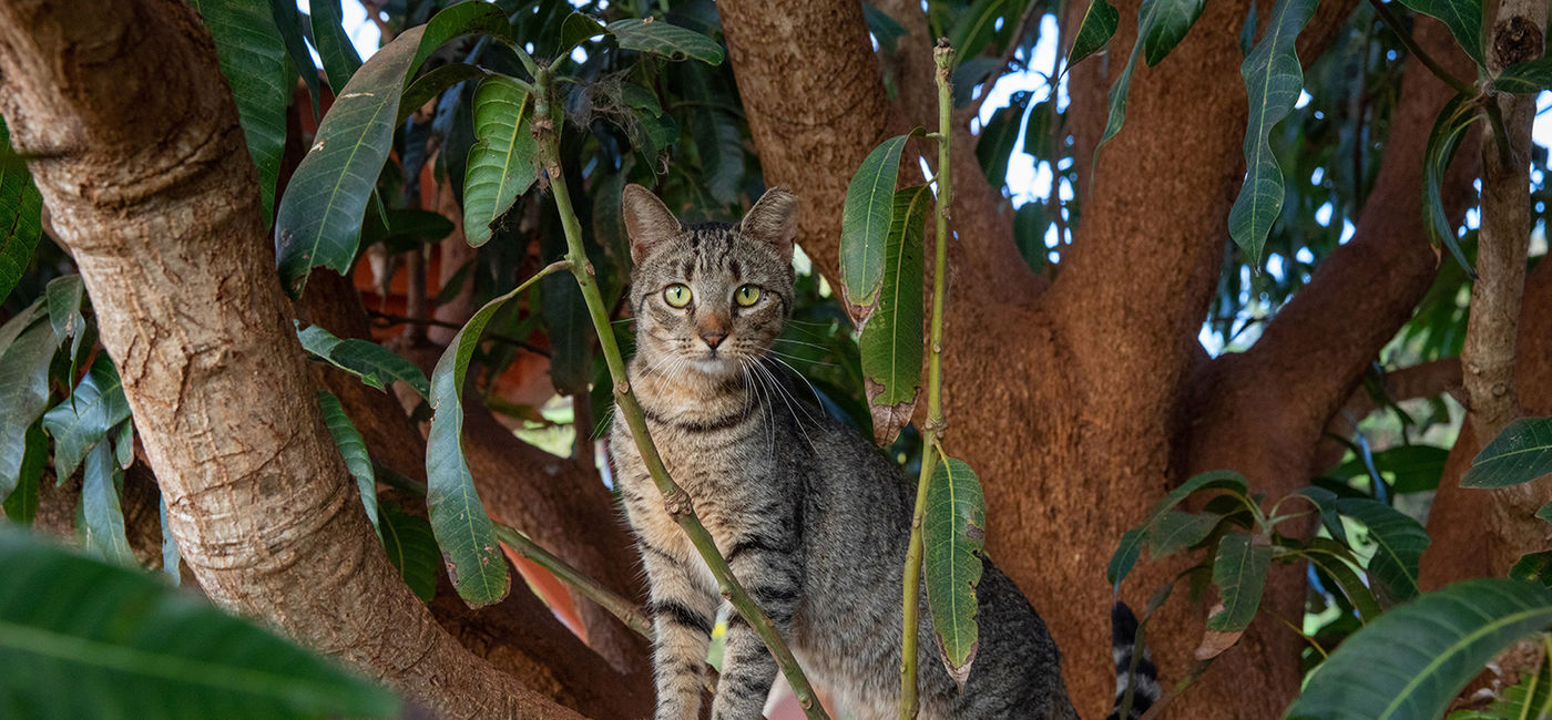 Image: Lanai Cat Sanctuary (Photo Credit: Four Seasons Resorts)