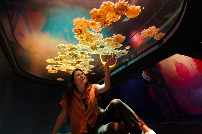 An aquarium tank at SeaWorld's Jewels of the Sea: The Jellyfish Experience exhibit. An aquarium tank at SeaWorld's Jewels of the Sea: The Jellyfish Experience exhibit.