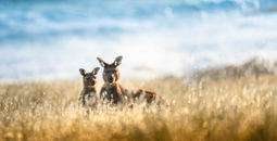 Wild kangaroos roaming in South Australia.