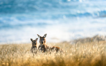 Wild kangaroos roaming in South Australia.