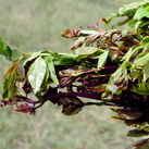 Khat leaves