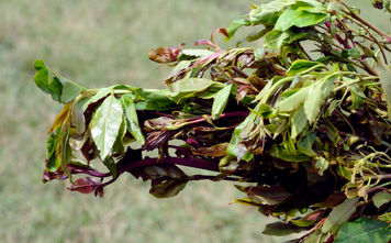 Khat leaves