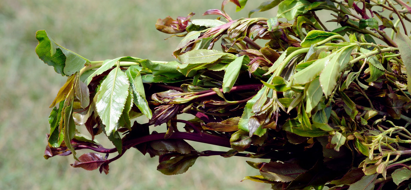 Image: Khat is chewed for its amphetamine-like effect. (Photo Credit: volk1945/Adobe)