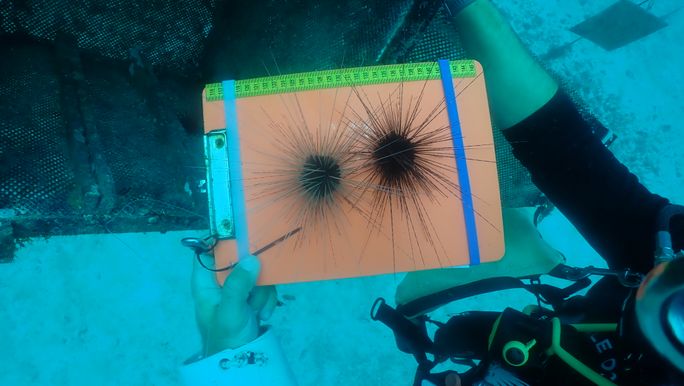 Atlantis Paradise Island has also established The Bahamas’ first Sea Urchin Nursery, Atlantis Paradise Island has also established The Bahamas’ first Sea Urchin Nursery,