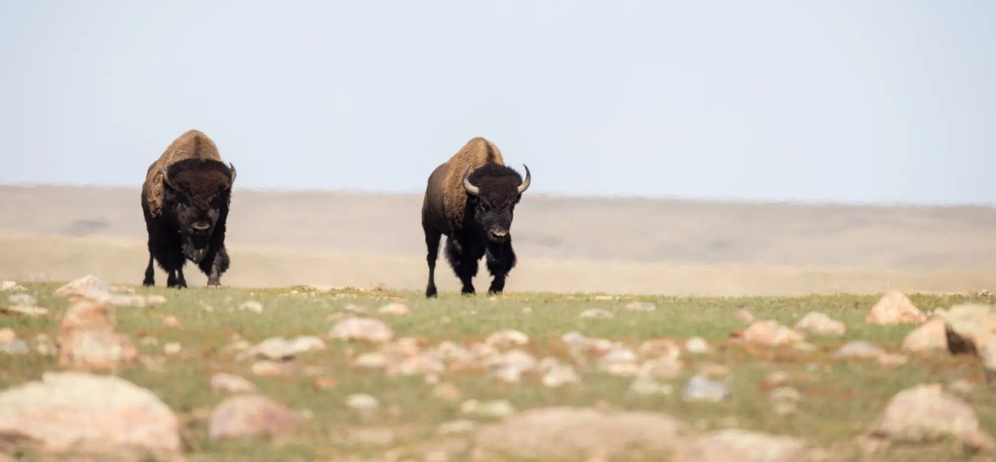 Image: Bison in Saskatchewan: The Land of Living Skies (Photo Credit: Radventures)