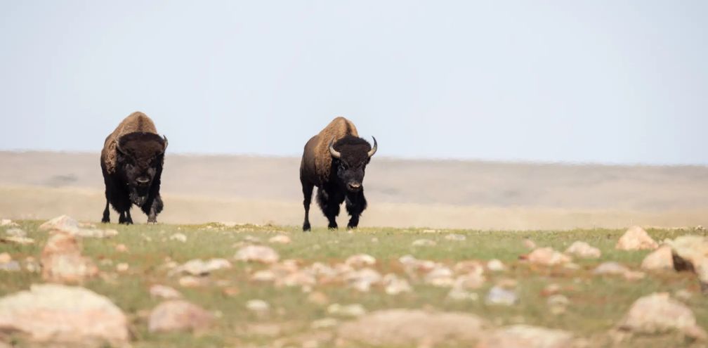 Saskatchewan bison