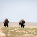 Saskatchewan bison