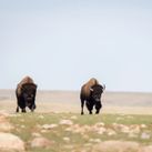 Saskatchewan bison