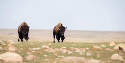 Saskatchewan bison