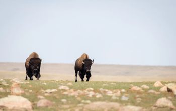 Saskatchewan bison