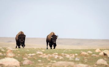 Saskatchewan bison