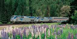 An Amtrak long-distance train travels through the lush forests and wildflower meadows of the Pacific Northwest.