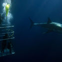 Divers in a cage watch a great white shark in Australia