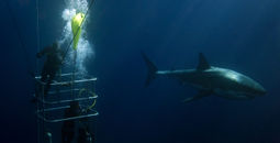 Divers in a cage watch a great white shark in Australia