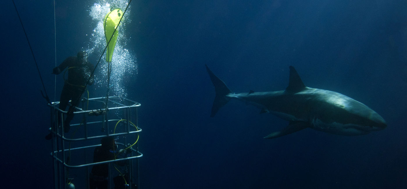 Image: PHOTO: Divers in a cage watching a great white shark in Australia. (photo via izanbar/iStock/Getty Images Plus)