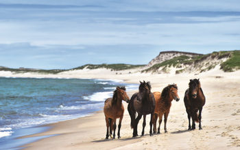 Wild horses roam the beach on Nova Scotia's remote Sable Island.