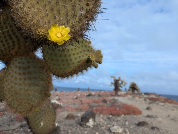 Prickly pear cacti pads are the preferred food of the land iguana Prickly pear cacti pads are the preferred food of the land iguana