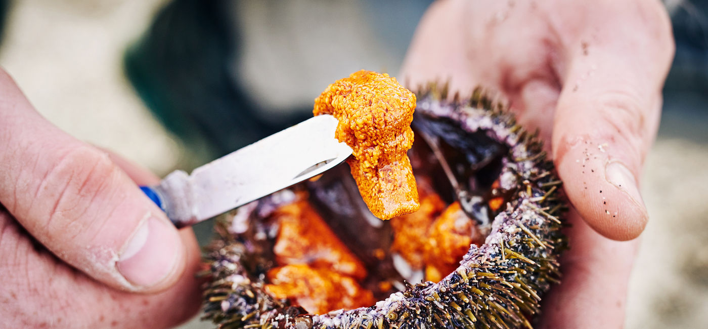 Image: A freshly caught sea urchin in the Faroe Islands, just one of the many types of seafood that are enjoyed there. (photo via Visit Faroe Islands) ((photo via Visit Faroe Islands))