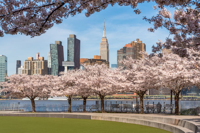 Cherry trees blooming in Queens, New York City, New York.