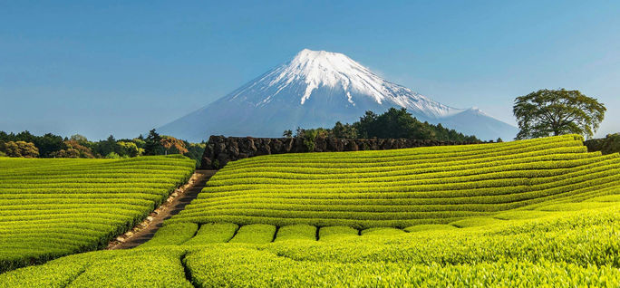 A green tea farm in Japan's Shizuoka Prefecture. Avanti Destinations, green tea farm, shizuoka, mount fuji