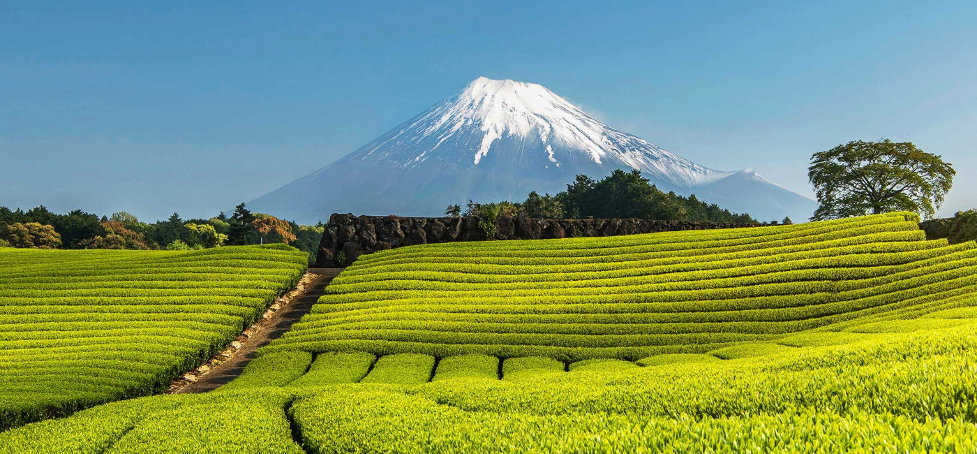 Image: Une plantation de thé vert dans la préfecture de Shizuoka (Source: Avanti Destinations)