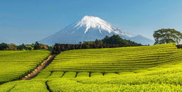 Avanti Destinations, green tea farm, shizuoka, mount fuji