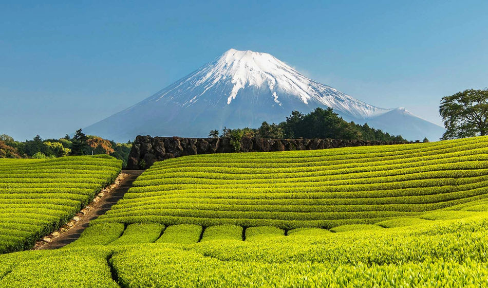 Avanti Destinations, green tea farm, shizuoka, mount fuji