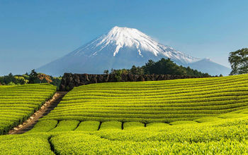 Avanti Destinations, green tea farm, shizuoka, mount fuji