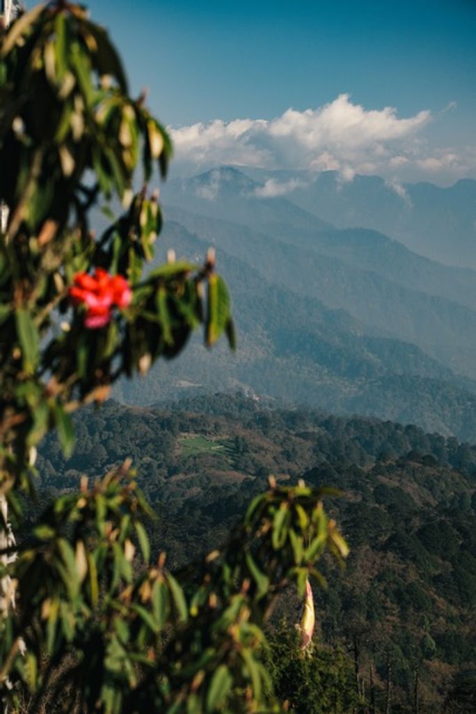 Himalayan echoes, bhutan, flowers, flower tourism, spring travel