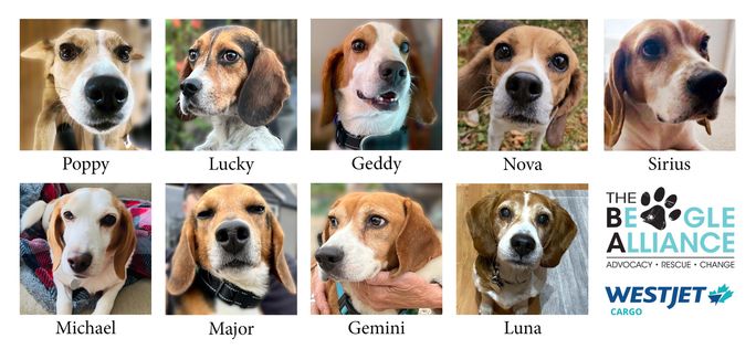 WestJet Cargo Named Official Transport Provider for The Beagle Alliance WestJet Cargo Named Official Transport Provider for The Beagle Alliance