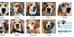 WestJet Cargo Named Official Transport Provider for The Beagle Alliance