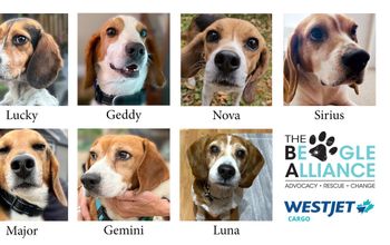 WestJet Cargo Named Official Transport Provider for The Beagle Alliance