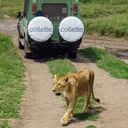 Collette says its guided safari itineraries are designed to simplify logistics.