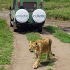 Collette says its guided safari itineraries are designed to simplify logistics.