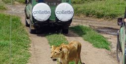 Collette says its guided safari itineraries are designed to simplify logistics.