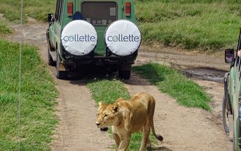 Collette says its guided safari itineraries are designed to simplify logistics.