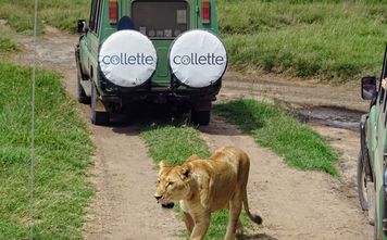 Collette says its guided safari itineraries are designed to simplify logistics.