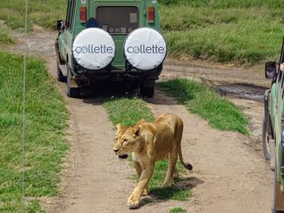 Collette says its guided safari itineraries are designed to simplify logistics.