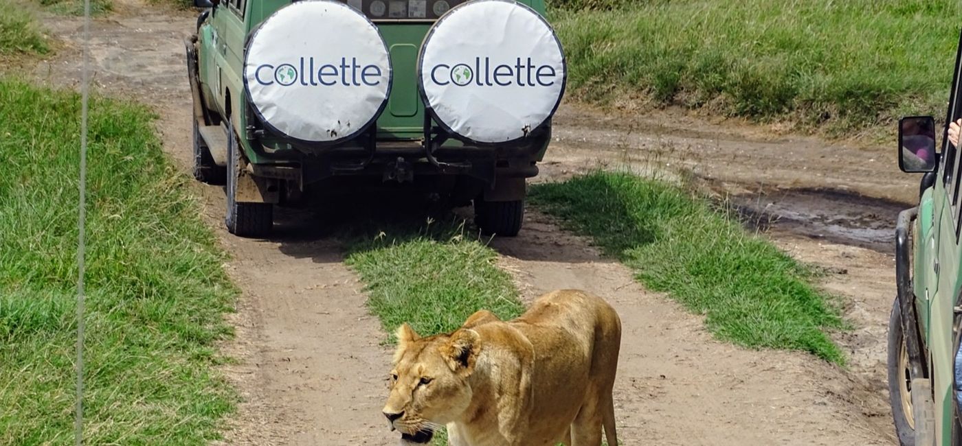 Image: Collette says its guided safari itineraries are designed to simplify logistics. (Photo Credit: Collette)