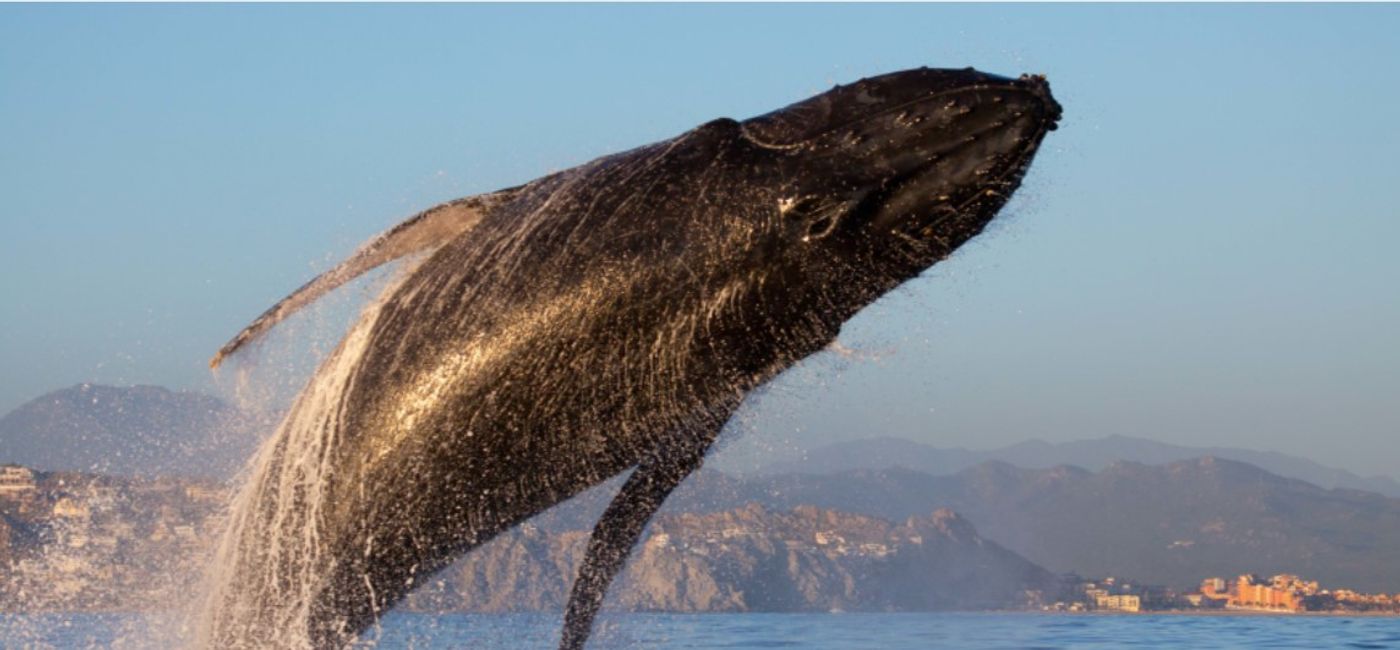Image: Los Cabos Whale Watching (Photo Credit: Los Cabos Tourism)