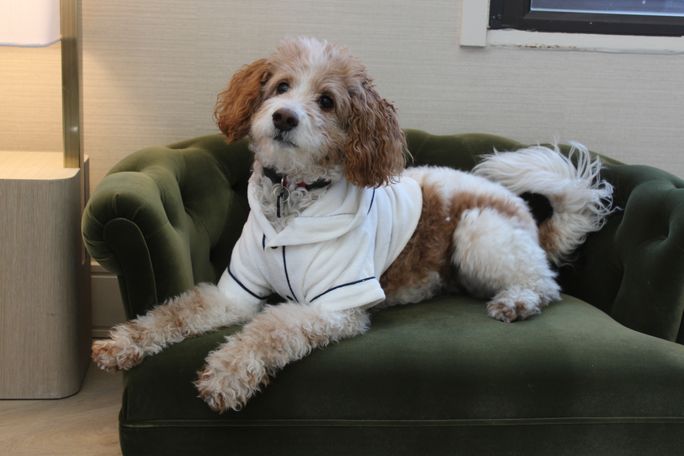 Hotels Roll Out Pampered Pet Packages for National Dog Month