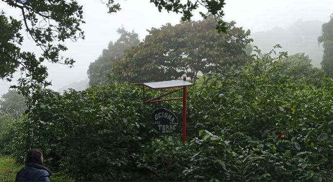 One of Panamanian tourism's most outstanding attractions is the production of world-famous Geisha coffee