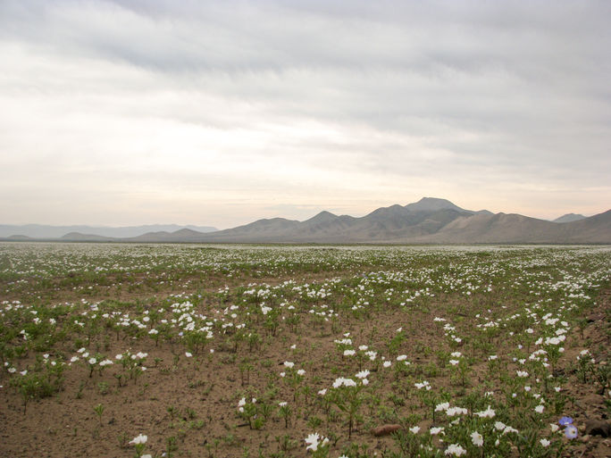 Atacama Desert, Chile, flowers