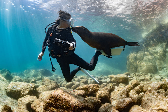 Scuba diver playing with a sea lion in La Paz, Mexico