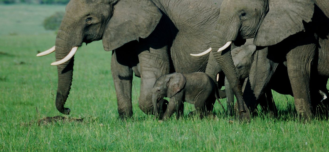 Image: Kensington features a wide range of Africa programs. (Photo Credit: Kensington Tours)
