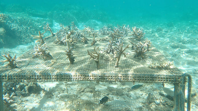 RIU Coral