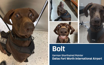 Bolt, a 3-year-old German shorthaired pointer from Dallas Fort Worth International Airport (DFW), was declared the agency's top dog for 2026