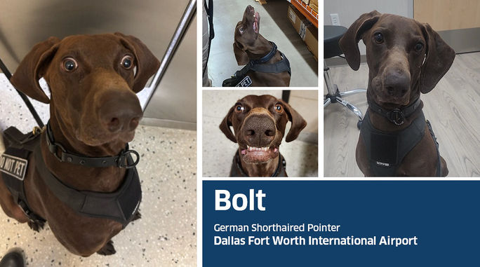Bolt, a 3-year-old German shorthaired pointer from Dallas Fort Worth International Airport (DFW), was declared the agency's top dog for 2026