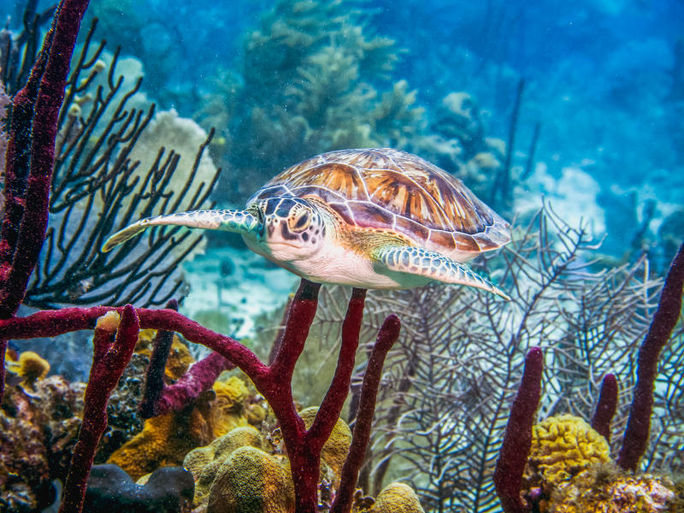 Sea turtle swimming in Bayahibe